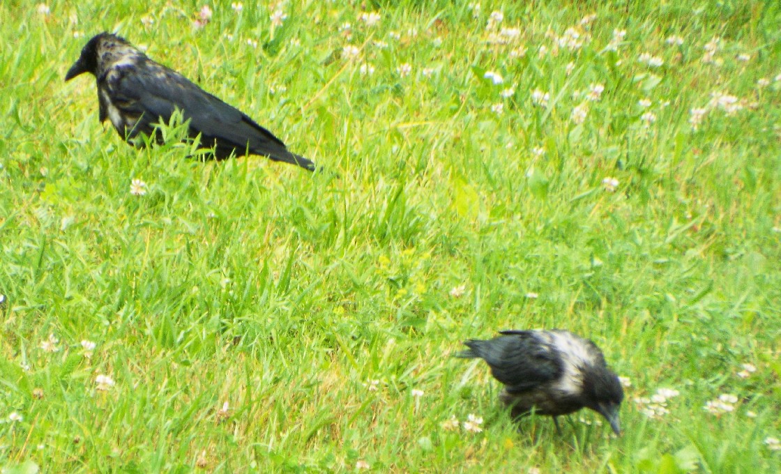 Corvidae dallo strano piumagggio: ibridi tra Cornacchia nera e Cornacchia grigia